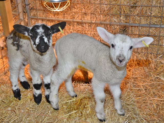 The farm will re-open next month