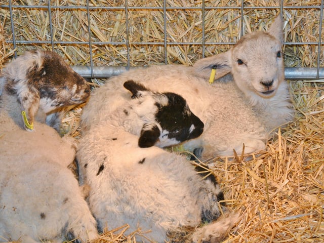The farm will re-open next month