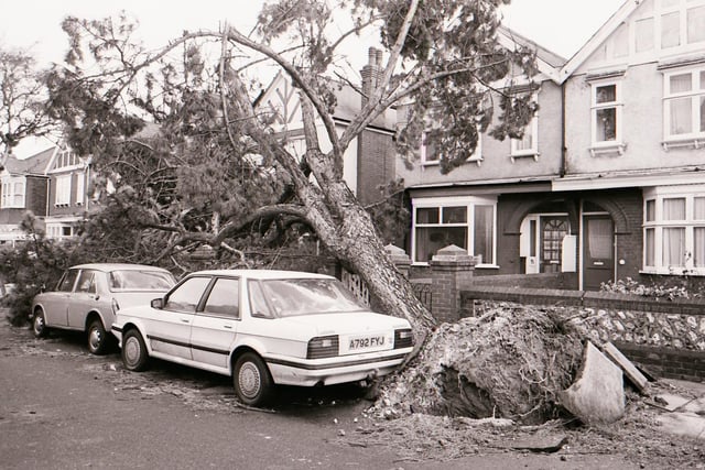 An uprooted tree in Valencia Road, Worthing