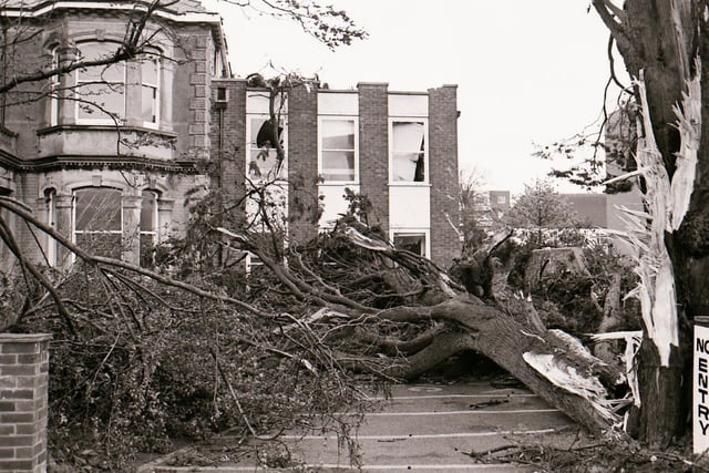 This tree, in Mill Road, Worthing, was ripped apart by the winds