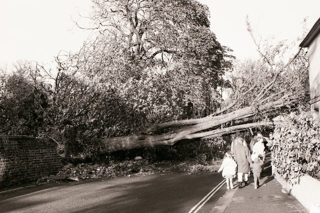 People walking by another fallen tree the morning after the Great Storm