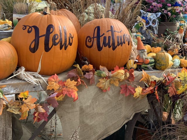 Bell's Gardening Outlet pumpkin patch. EMN-211010-170215001