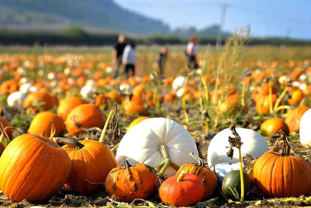 Sompting Pumpkin Picking Patch opening weekend. Pic S Robards