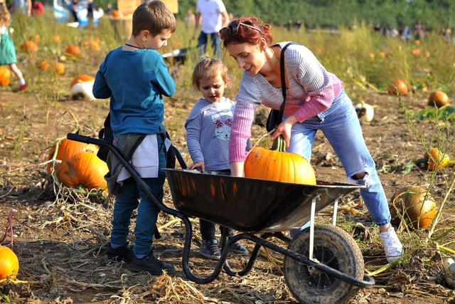 Some of the big pumpkins had trouble fitting in the wheelbarrow. Pic S Robards