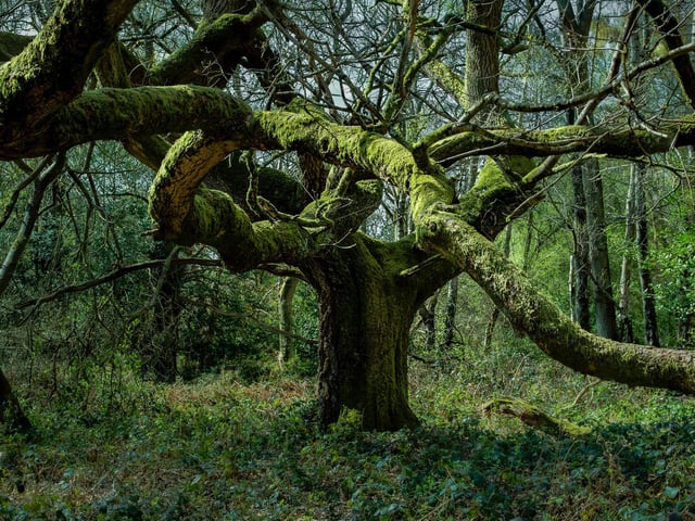 Emma Solomon - “Limbs” - Great Gaddesden