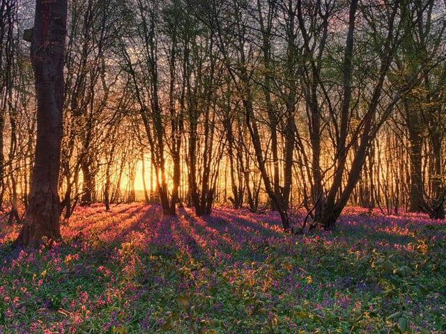 Danny Cox - “Rise and Shine” Heartwood Forest, St Albans