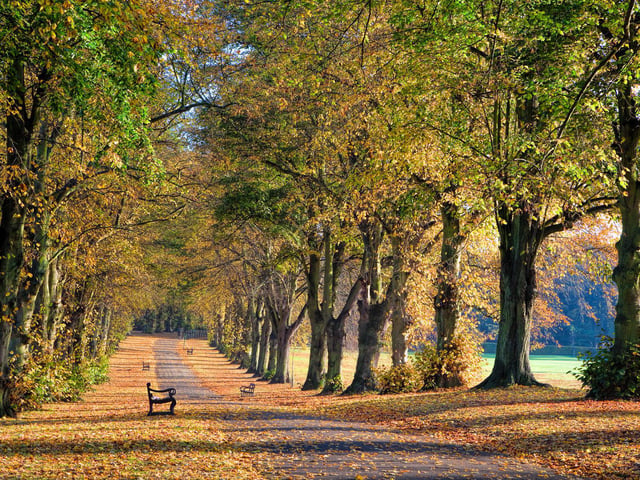 Brian Cooke - “Avenue of Trees” Rothamsted Park, Harpenden