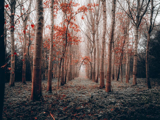George Salisbury - “Autumn's corridor” Datchworth