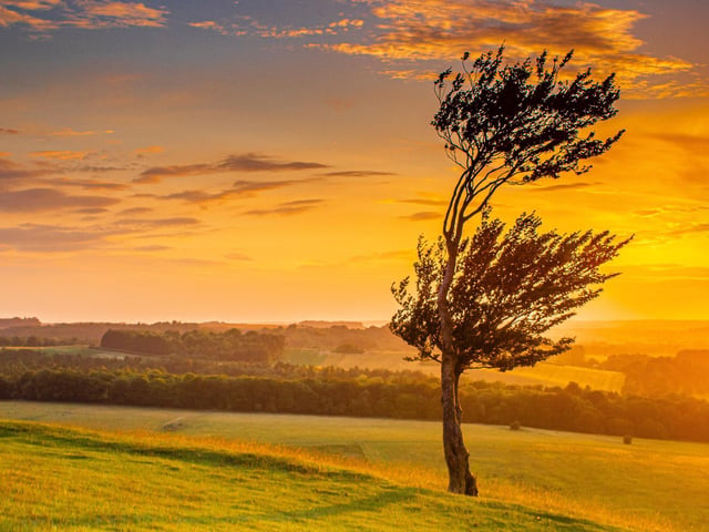 Marcin Adamczewski “The Lonely Tree” Pegsdon Hills