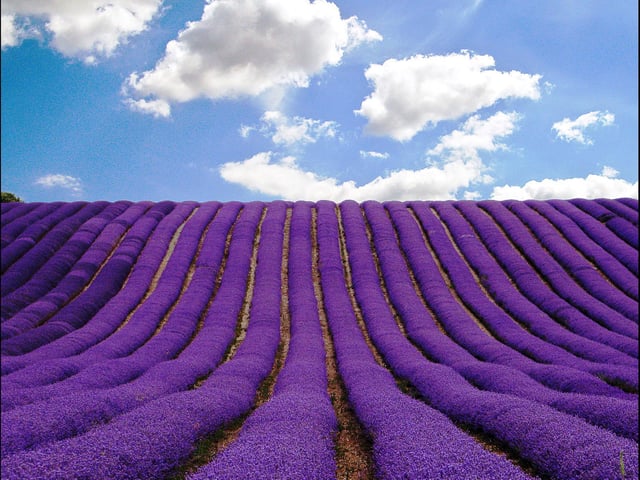 Mary Patrick - “Lavender Velvet” Hitchin Lavender, Ickleford