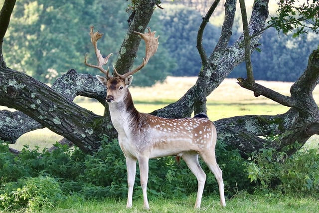 One of the fallow deer in Petworth Park