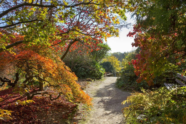 The Acer Grove at Standen House and Garden in West Sussex. Photo: National Trust/Marianne Majerus