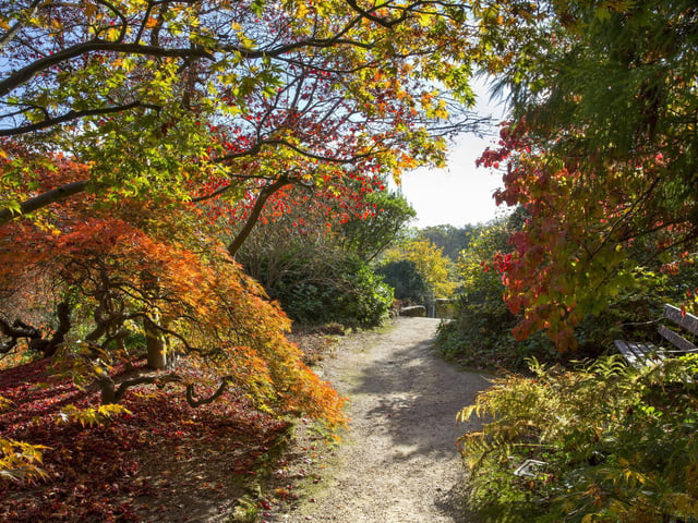 The Acer Grove at Standen House and Garden in West Sussex. Photo: National Trust/Marianne Majerus