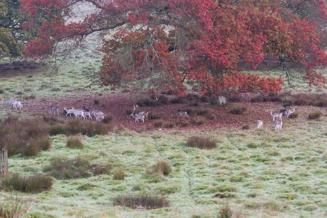 Deer can be seen at Petworth House in West Sussex: Photo: National Trust/Chris Lacey