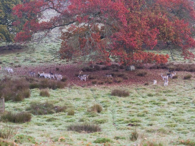 Deer can be seen at Petworth House in West Sussex: Photo: National Trust/Chris Lacey