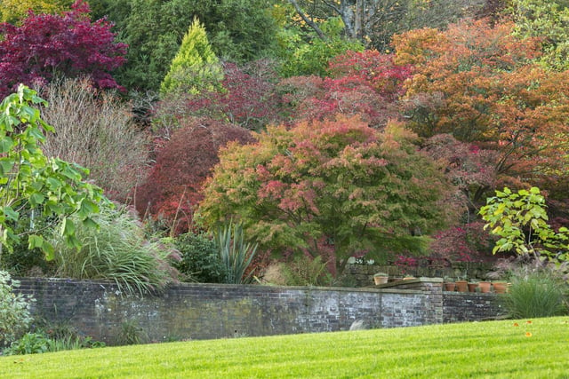 The acer glade at Standen House and Garden, West Sussex. Photo: National Trust/Marianne Majerus