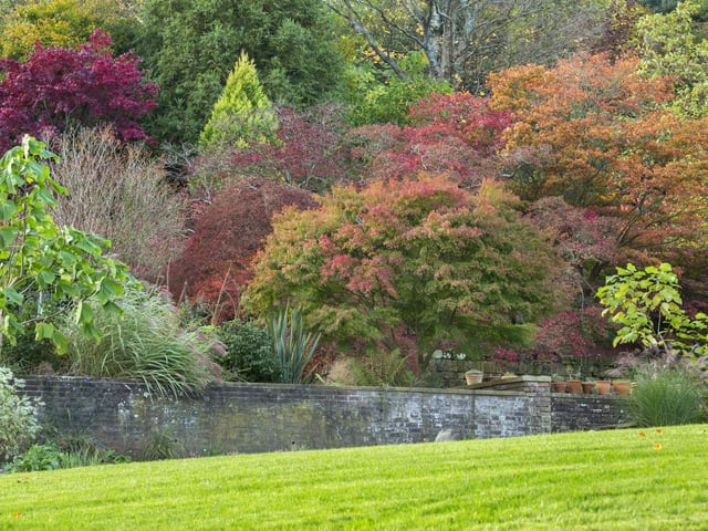 The acer glade at Standen House and Garden, West Sussex. Photo: National Trust/Marianne Majerus