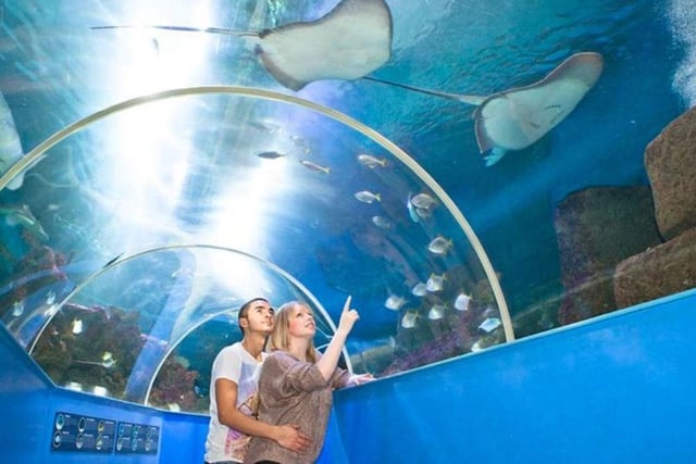 Families can explore an exciting underwater world at the Bluereef Aquarium at Rock-a-Nore in Hastings Old Town. SUS-211014-103302001