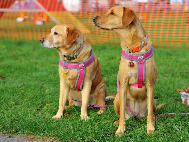 Paws in the park event at South of England showground, Ardingly. Pic S Robards SR2110091 SUS-210910-173000001