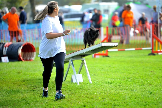 Paws in the park event at South of England showground, Ardingly. Pic S Robards SR2110091 SUS-210910-172949001
