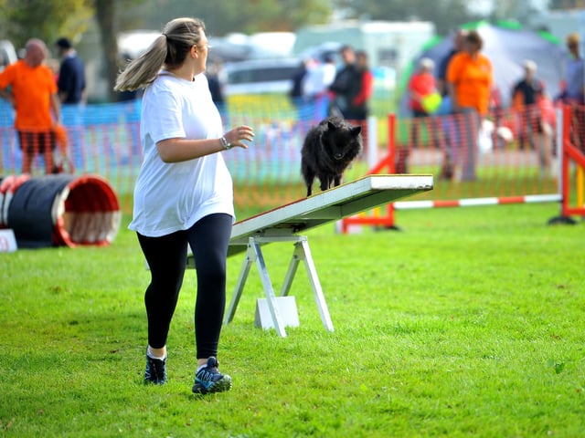 Paws in the park event at South of England showground, Ardingly. Pic S Robards SR2110091 SUS-210910-172949001