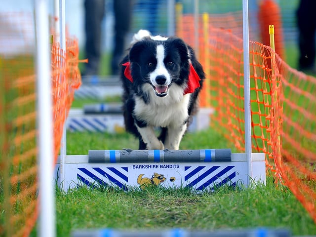 Paws in the park event at South of England showground, Ardingly. Pic S Robards SR2110091 SUS-210910-172820001