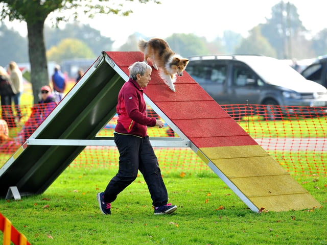 Paws in the park event at South of England showground, Ardingly. Pic S Robards SR2110091 SUS-210910-172853001
