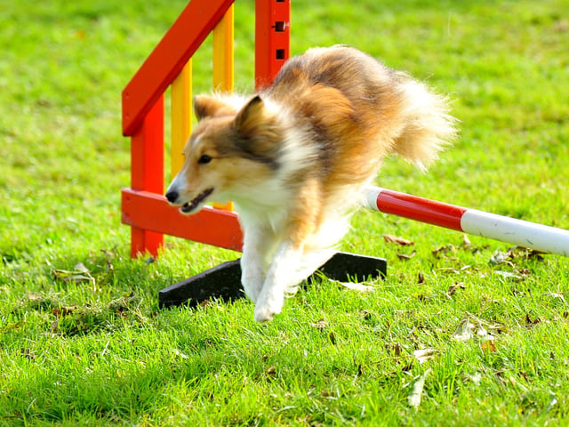 Paws in the park event at South of England showground, Ardingly. Pic S Robards SR2110091 SUS-210910-172747001