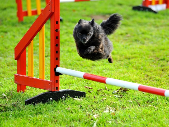 Paws in the park event at South of England showground, Ardingly. Pic S Robards SR2110091 SUS-210910-172831001