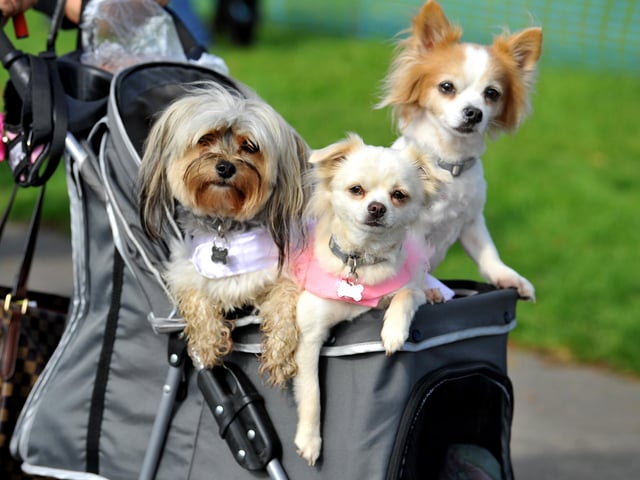 Paws in the park event at South of England showground, Ardingly. Pic S Robards SR2110091 SUS-210910-172926001
