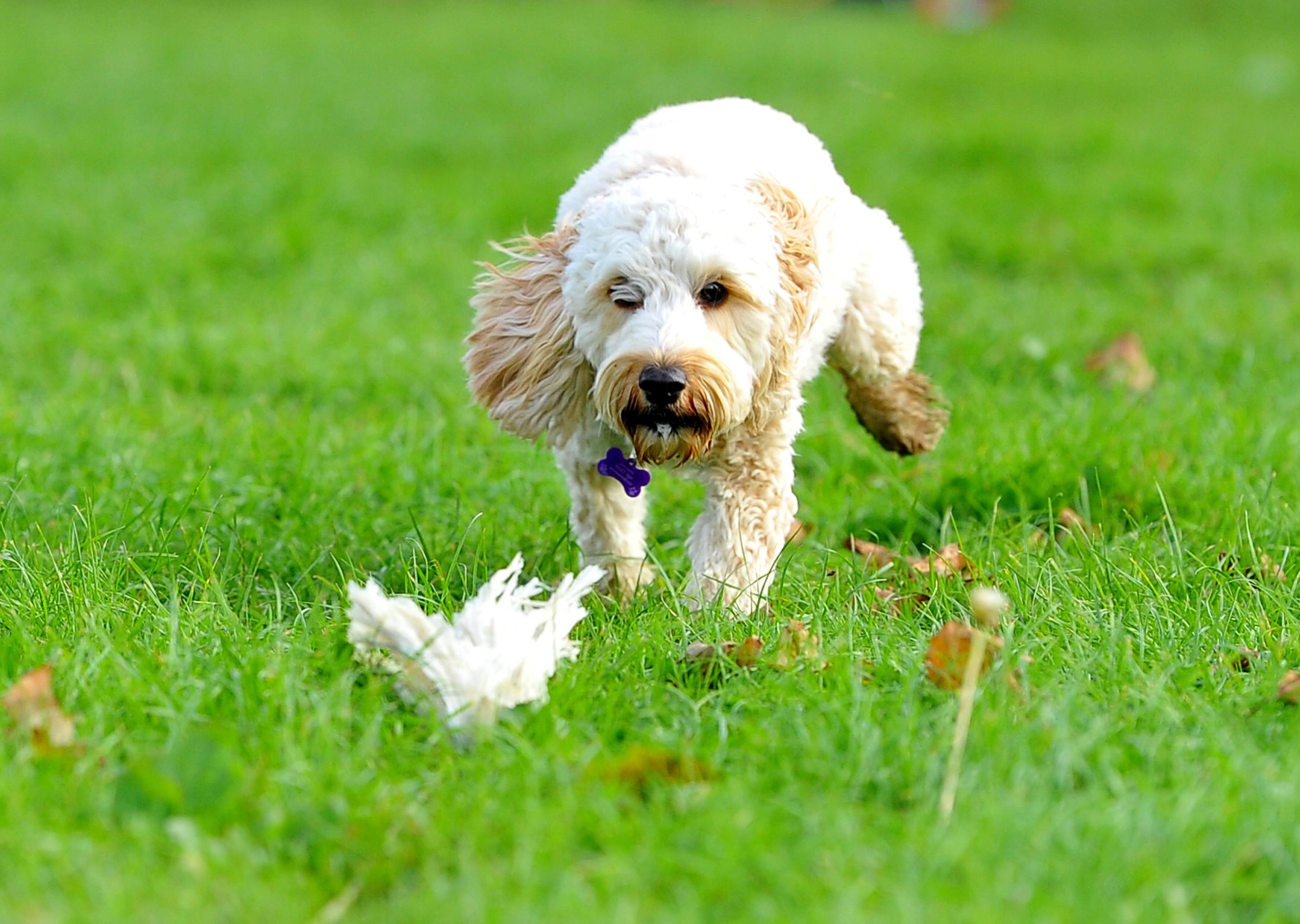 Paws in the park event at South of England showground, Ardingly. Pic S Robards SR2110091 SUS-210910-172842001