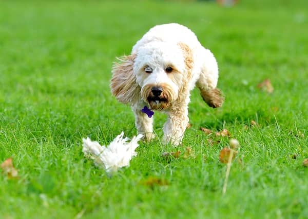 Paws in the park event at South of England showground, Ardingly. Pic S Robards SR2110091 SUS-210910-172842001