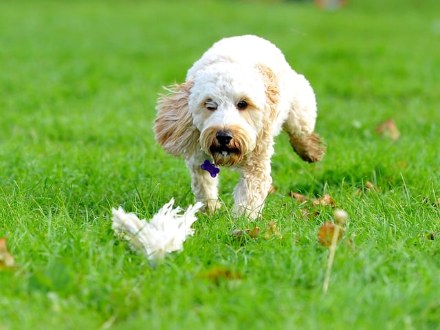 Paws in the park event at South of England showground, Ardingly. Pic S Robards SR2110091 SUS-210910-172842001