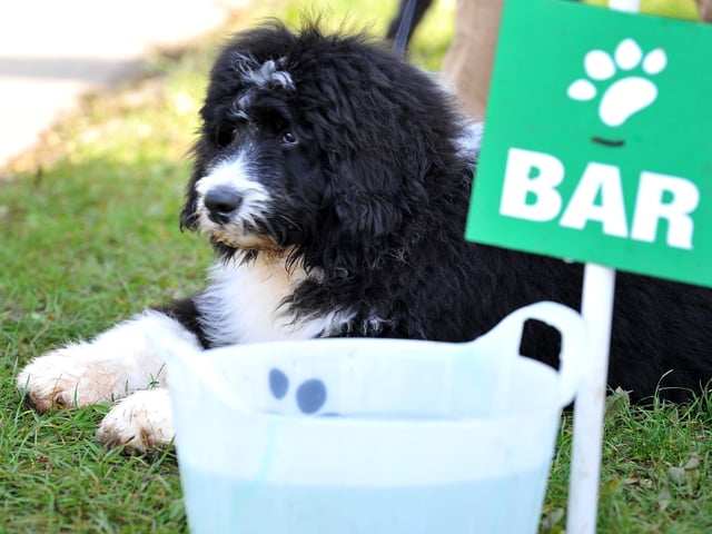 Paws in the park event at South of England showground, Ardingly. Pic S Robards SR2110091 SUS-210910-172758001