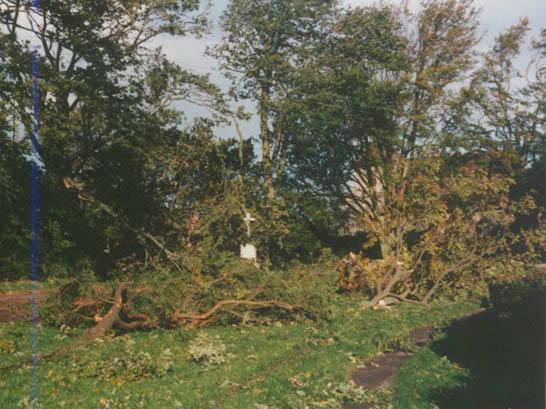 Fallen trees in Westfield