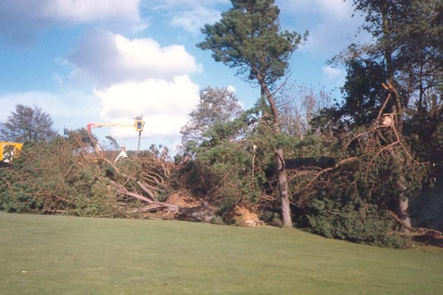 Trees brought down in Alexandra Park