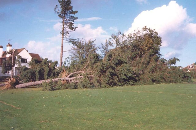 Trees brought down by the wind