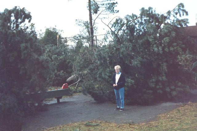 Trees fallen in a playground