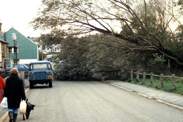 Fallen trees blocking a road