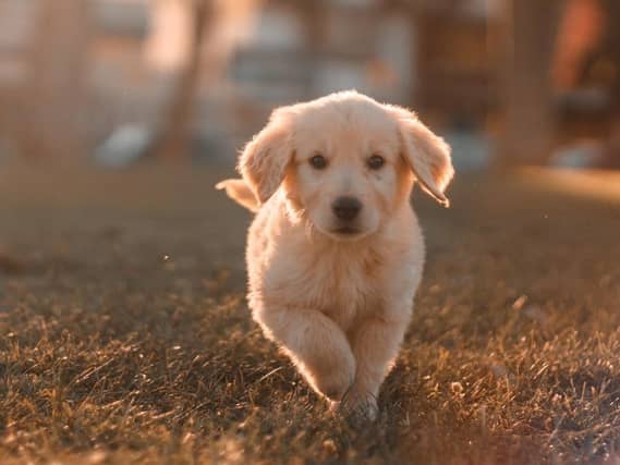 A handy guide to help people choose the right dog has been created by petGuard.co.uk