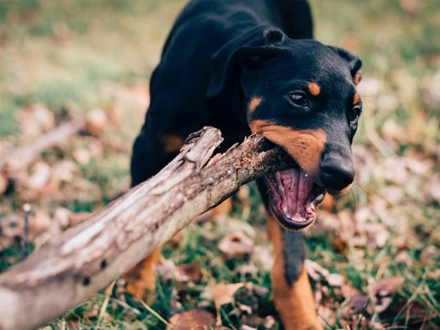 The Dobermann is an energetic, muscular dog breed. It is intelligent, loyal and receptive to training. Life expectancy 10-13 years; Friendliness 3/5; Energy level
3/5; Grooming intensity 0/5; Intelligence 5/5