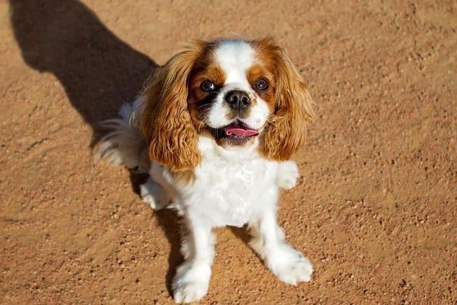 The Cavalier King Charles Spaniel is very sporty and playful which means they need a lot of exercise. Life expectancy nine-15 years; Friendliness 5/5; Energy level 
3/5; Grooming intensity 1/5; Intelligence 4/5.