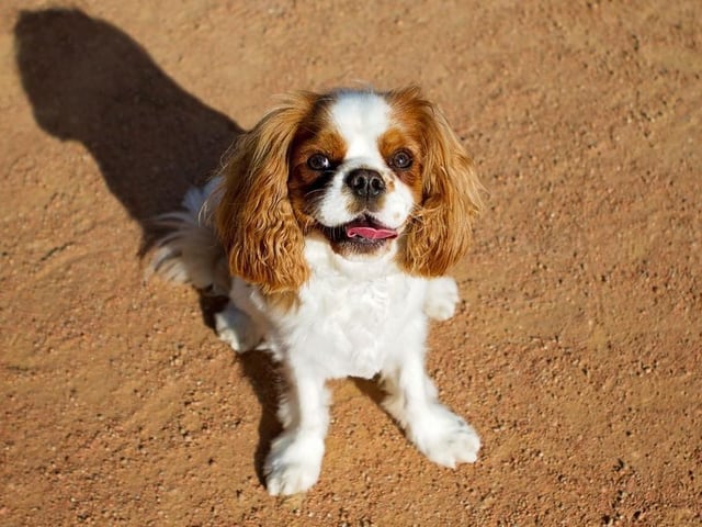 The Cavalier King Charles Spaniel is very sporty and playful which means they need a lot of exercise. Life expectancy nine-15 years; Friendliness 5/5; Energy level
3/5; Grooming intensity 1/5; Intelligence 4/5.