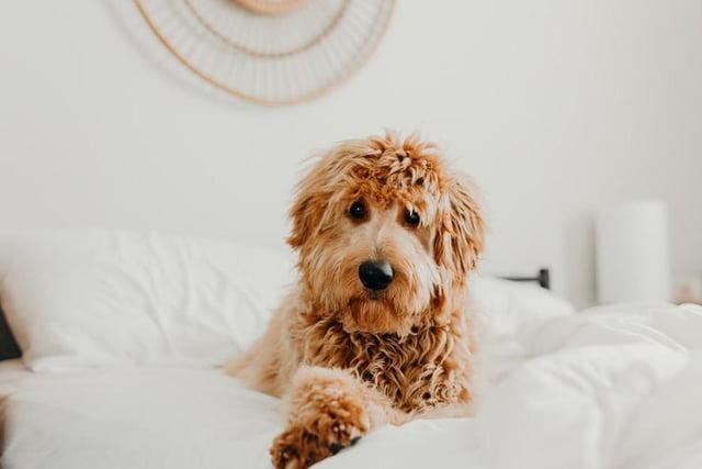 Combined with their friendly playful personality, Goldendoodles make the perfect family dog. Life expectancy 10-15 years; Friendliness 5/5; Energy level 4/5; Grooming intensity 1/5; Intelligence 5/5