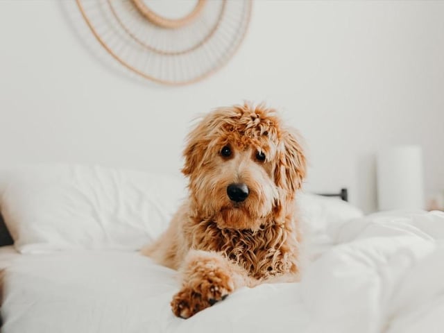 Combined with their friendly playful personality, Goldendoodles make the perfect family dog. Life expectancy 10-15 years; Friendliness 5/5; Energy level 4/5; Grooming intensity 1/5; Intelligence 5/5