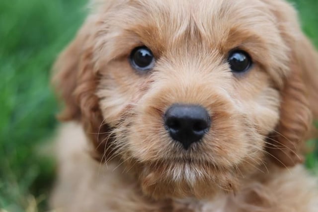 The friendly and intelligent cavapoo is ranked at number one on the list.
Life expectancy, 12-15 years; Friendliness 5/5; Energy level 3/5; Grooming intensity 2/5; Intelligence 4/5