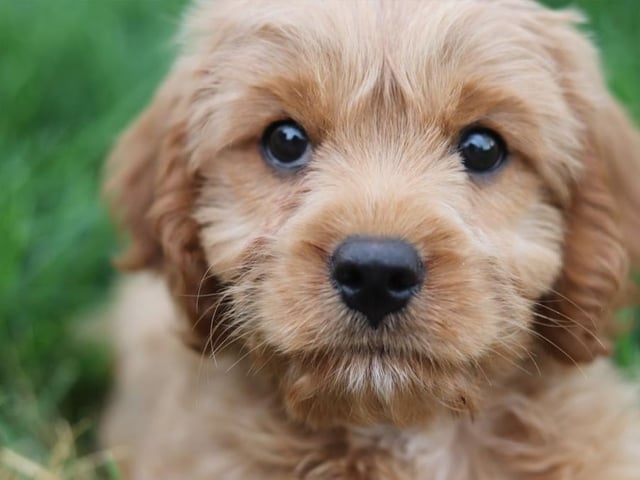The friendly and intelligent cavapoo is ranked at number one on the list.
Life expectancy, 12-15 years; Friendliness 5/5; Energy level 3/5; Grooming intensity 2/5; Intelligence 4/5
