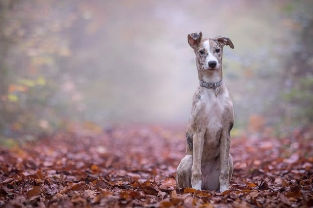 Lurchers are highly intelligent and adaptable to training or being left alone if gradually eased into it. Life expectancy 13-15 years; Friendliness 2/5; Energy level 5/5; Grooming intensity 2/5; Intelligence 5/5
