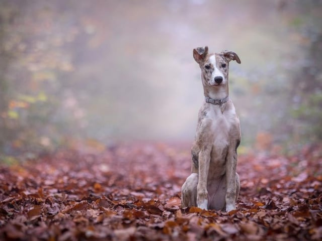 Lurchers are highly intelligent and adaptable to training or being left alone if gradually eased into it. Life expectancy 13-15 years; Friendliness 2/5; Energy level 5/5; Grooming intensity 2/5; Intelligence 5/5
