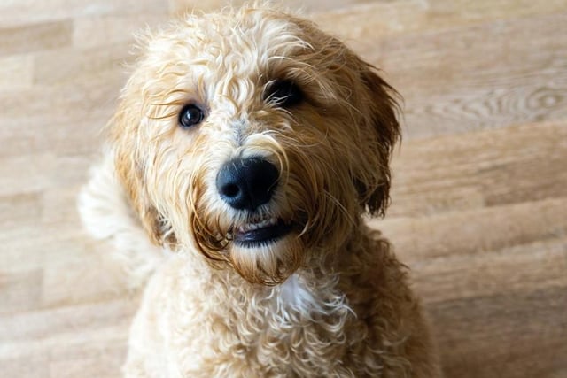Labradoodles are very affectionate, friendly and sociable, making them ideal as a guide dog or family dog. Life expectancy 12-14 years; Friendliness 5/5; Energy level 5/5; Grooming intensity 1/5; Intelligence 4/5